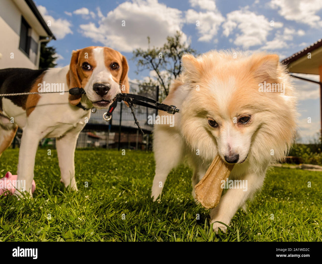 Pomeranian Spitz Dog In Garden Cute Pomeranian Puppy On Walk White Black Color Family Friendly Funny Spitz Pom Dog Green Grass Background Stock Photo Alamy Pomeranian Spitz Dog In Garden Cute Pomeranian Puppy On Walk White Black Color Family Friendly Funny Spitz Pom Dog Green Grass Background Stock Photo Alamy