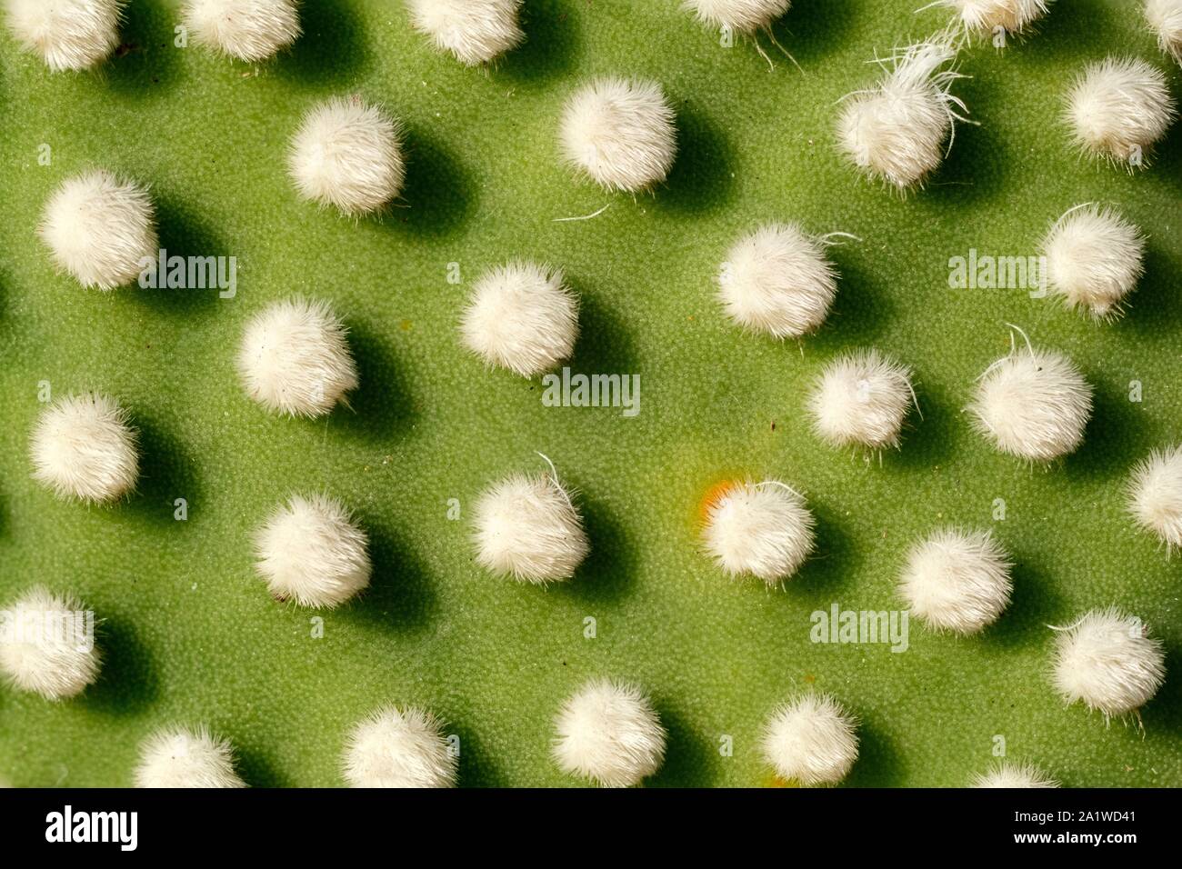 Close up of cactus leaf with green leaf and white spikes Stock Photo