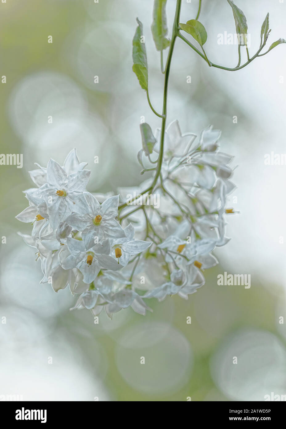 White Jasmine Bloom against a blurred background of more flowers. Stock Photo