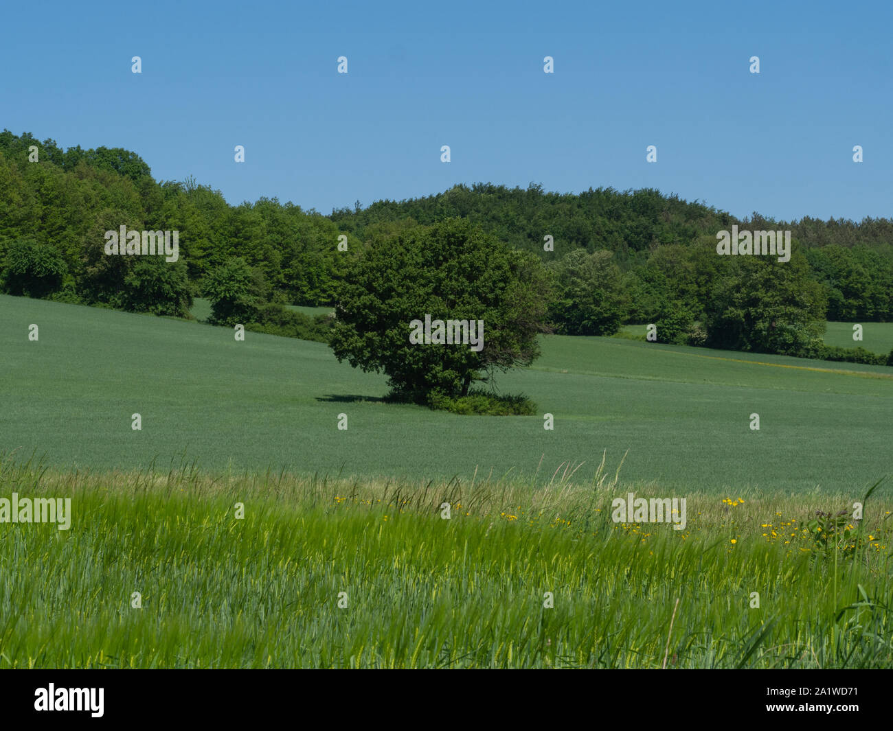 Field an trees and blue sky in summer Stock Photo - Alamy