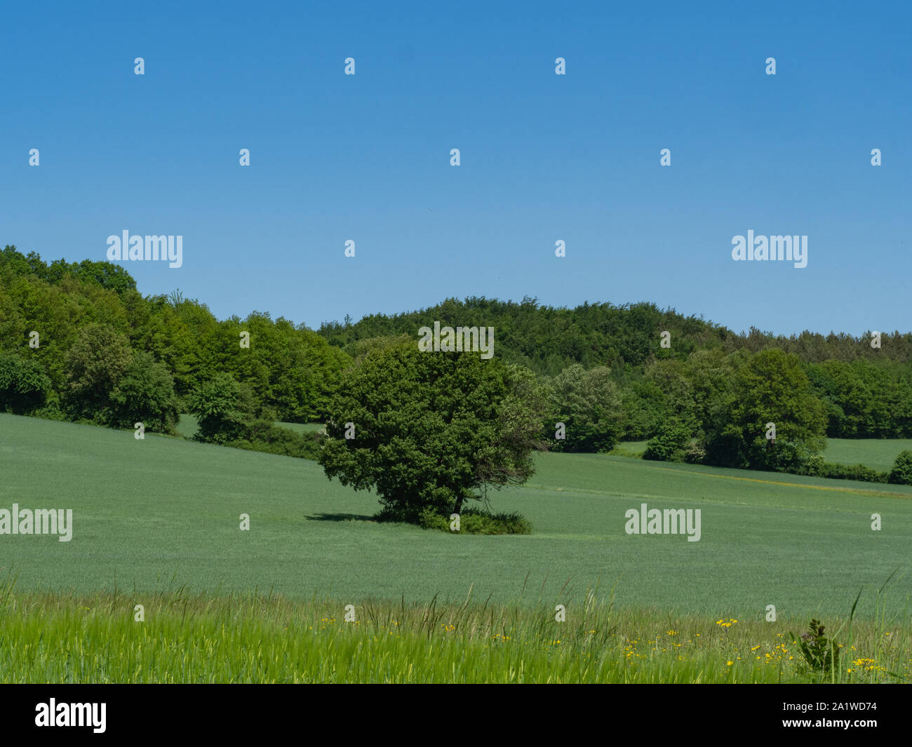 Field an trees and blue sky in summer Stock Photo - Alamy