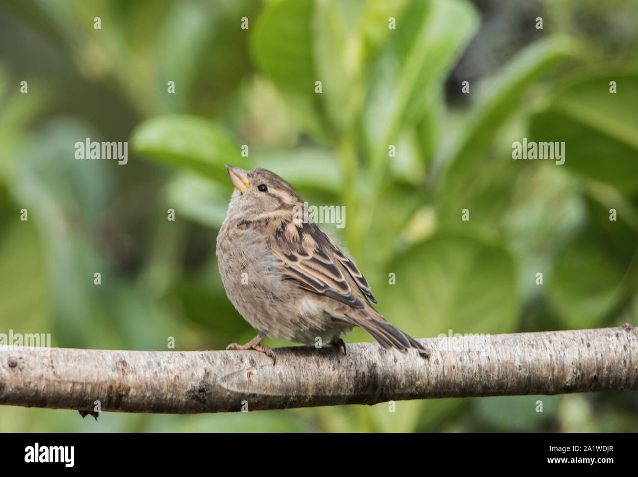 House Sparror, Passer domesticus, eurasion, small bird, perched on a branch in a British Garden, winter 2019/20 Stock Photo