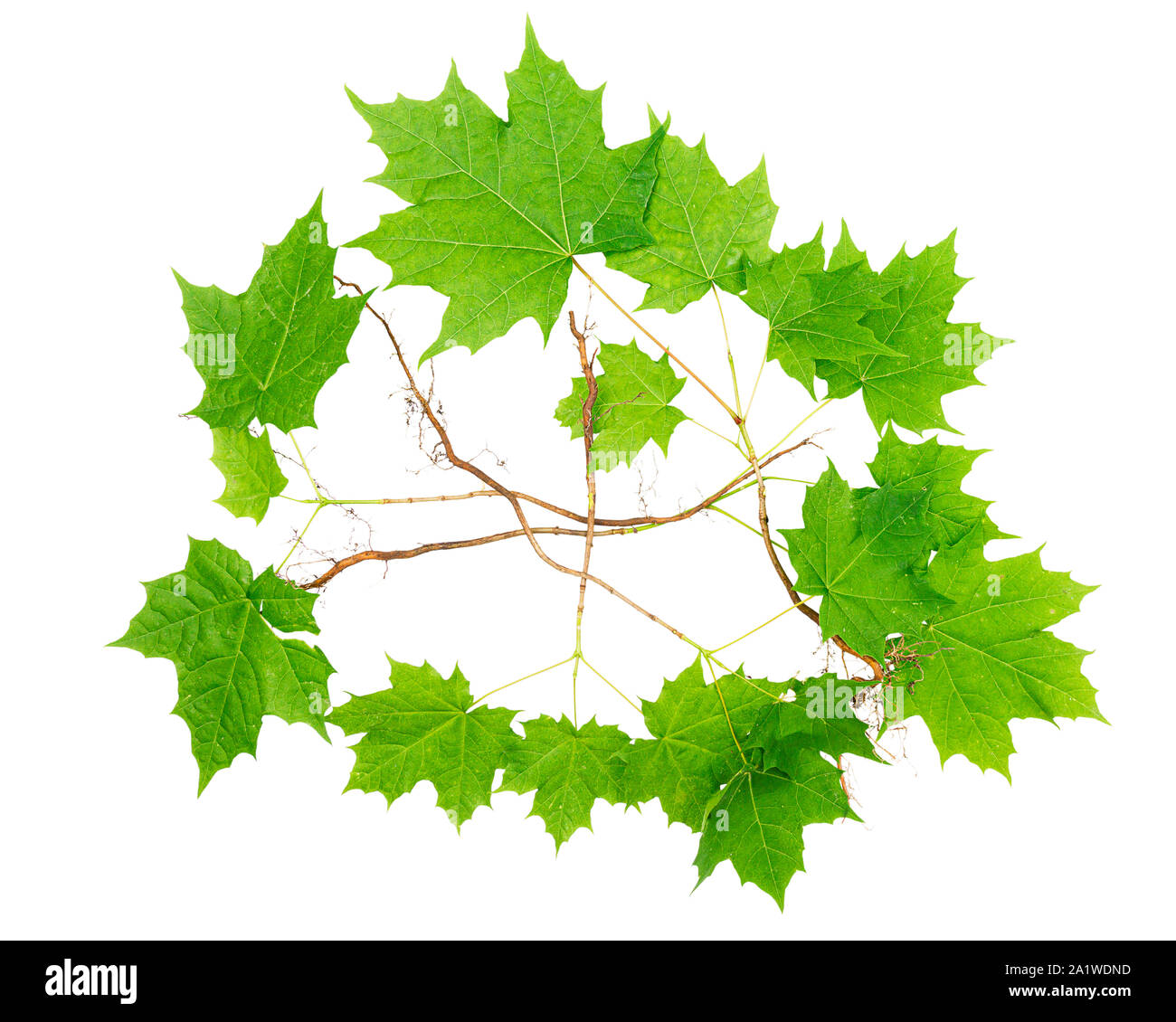 Young maple trees with roots isolated on white background. Stock Photo