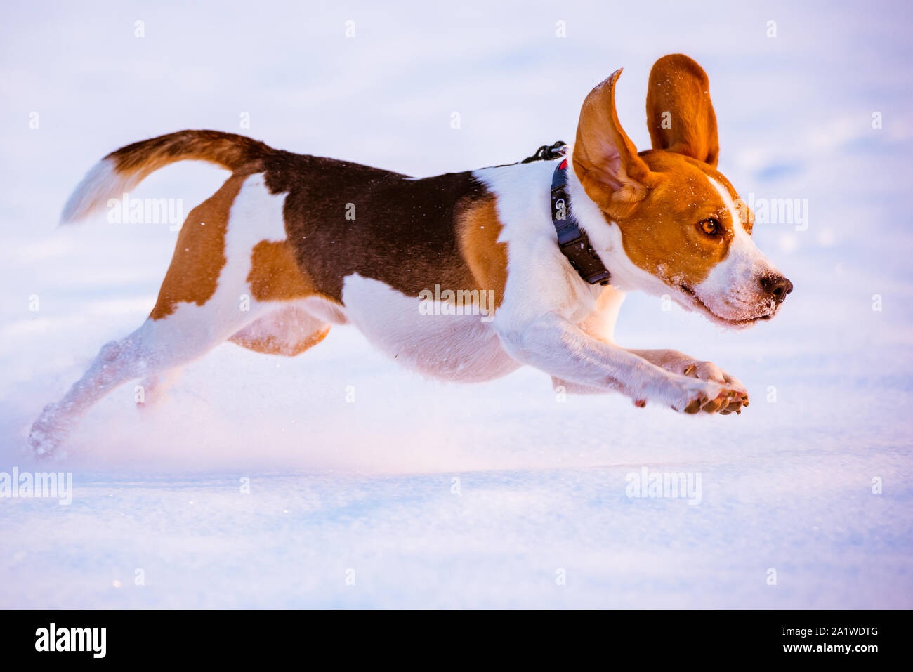 Beagle energy hi-res stock photography and images - Alamy