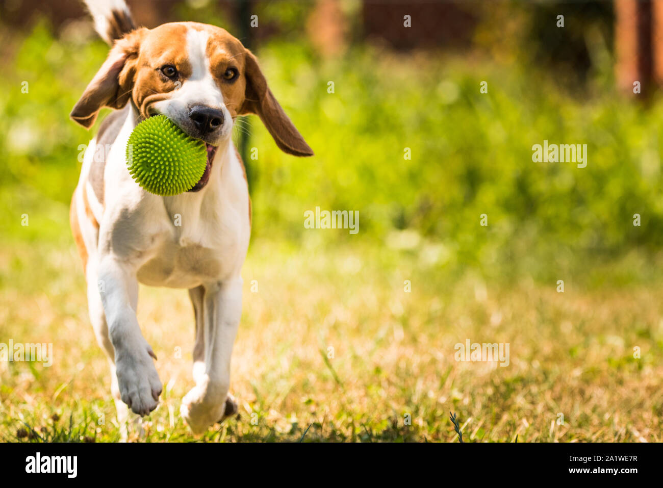 Dog run Beagle fun Stock Photo - Alamy
