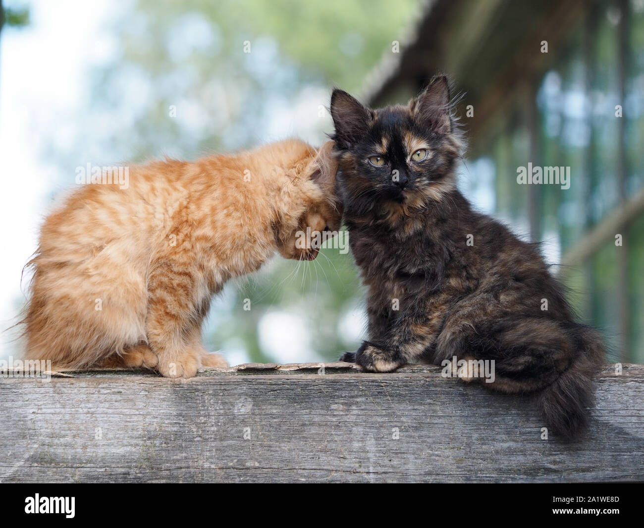 cats loving each other