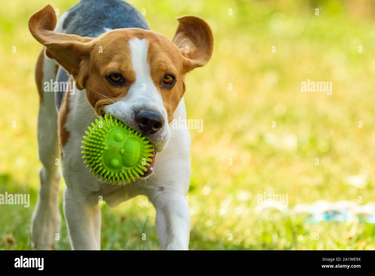 Dog run beagle jumping fun Stock Photo Alamy