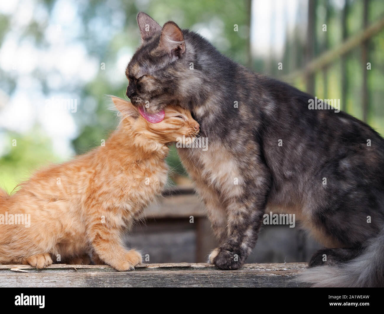 The cat takes care of her kitten with love. Mother and child cats Stock