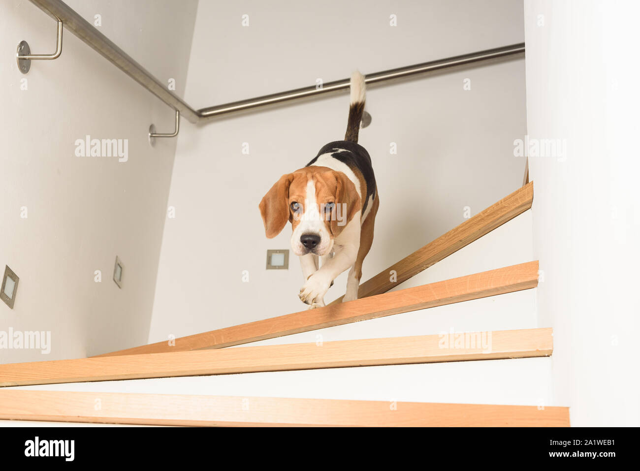 Slipping dog. Slipping dog