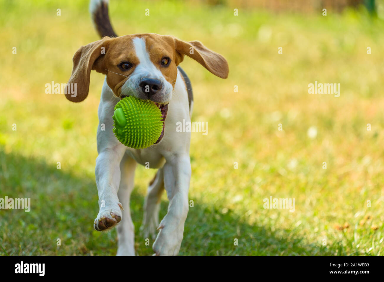 Dog run beagle jumping fun Stock Photo Alamy
