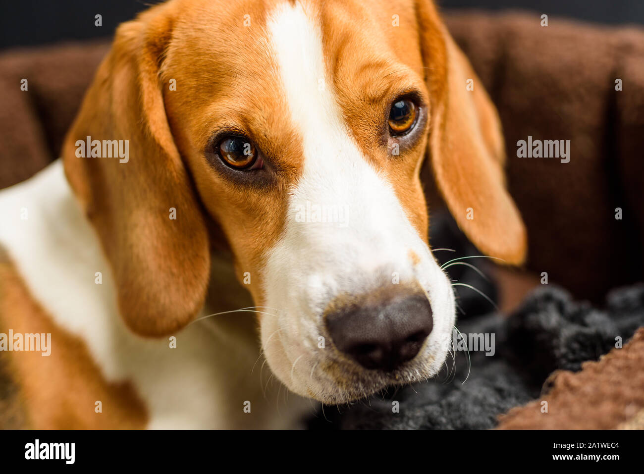 Beagle dog beautiful eyes portrait Stock Photo Alamy
