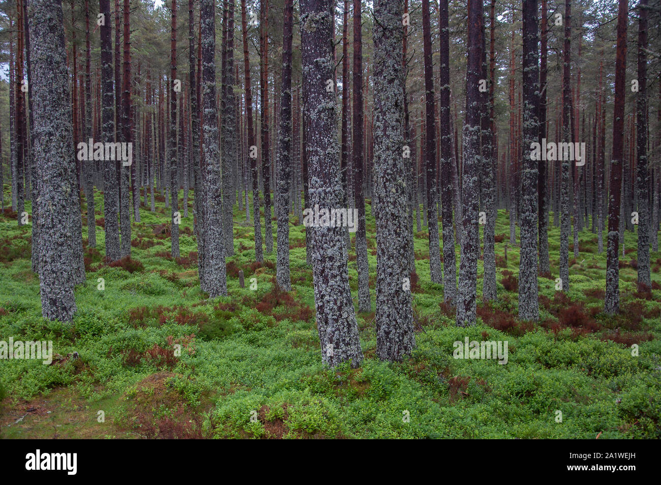 Woodland scenery, Cairngorm National Park, Scotland Stock