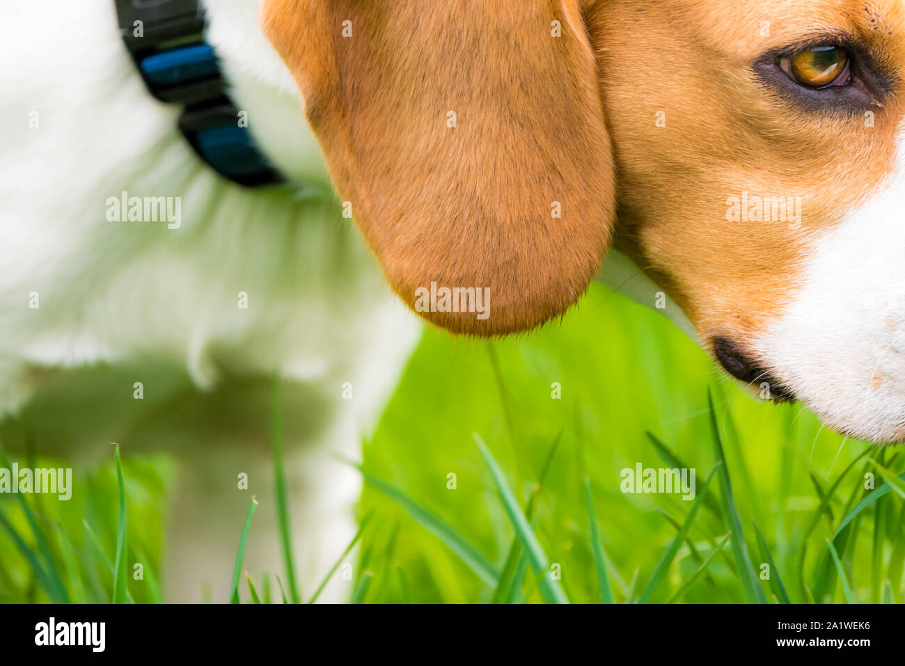 Dog eye and ear closeup Stock Photo Alamy
