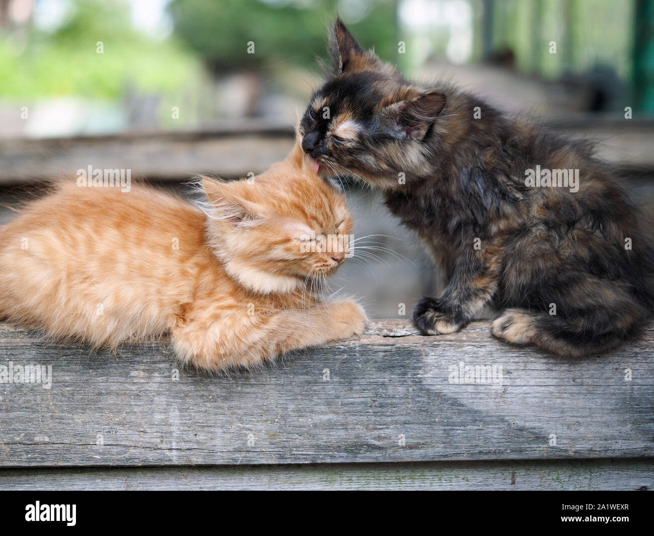 Kittens cute lick each other. Friendship and love cats Stock Photo Alamy
