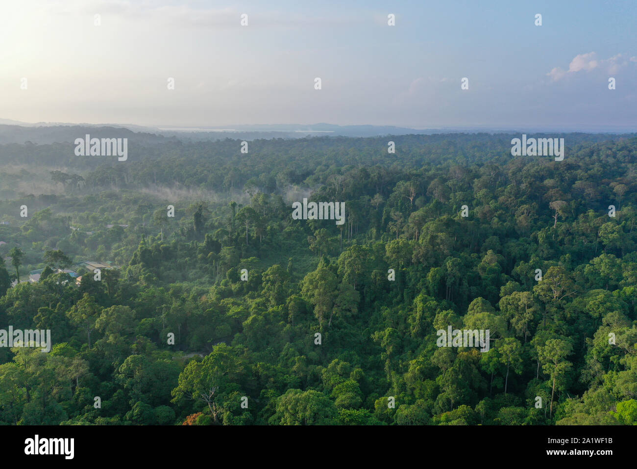 Aerial view of Borneo Rainforest of Rain Forest Stock Photo Alamy