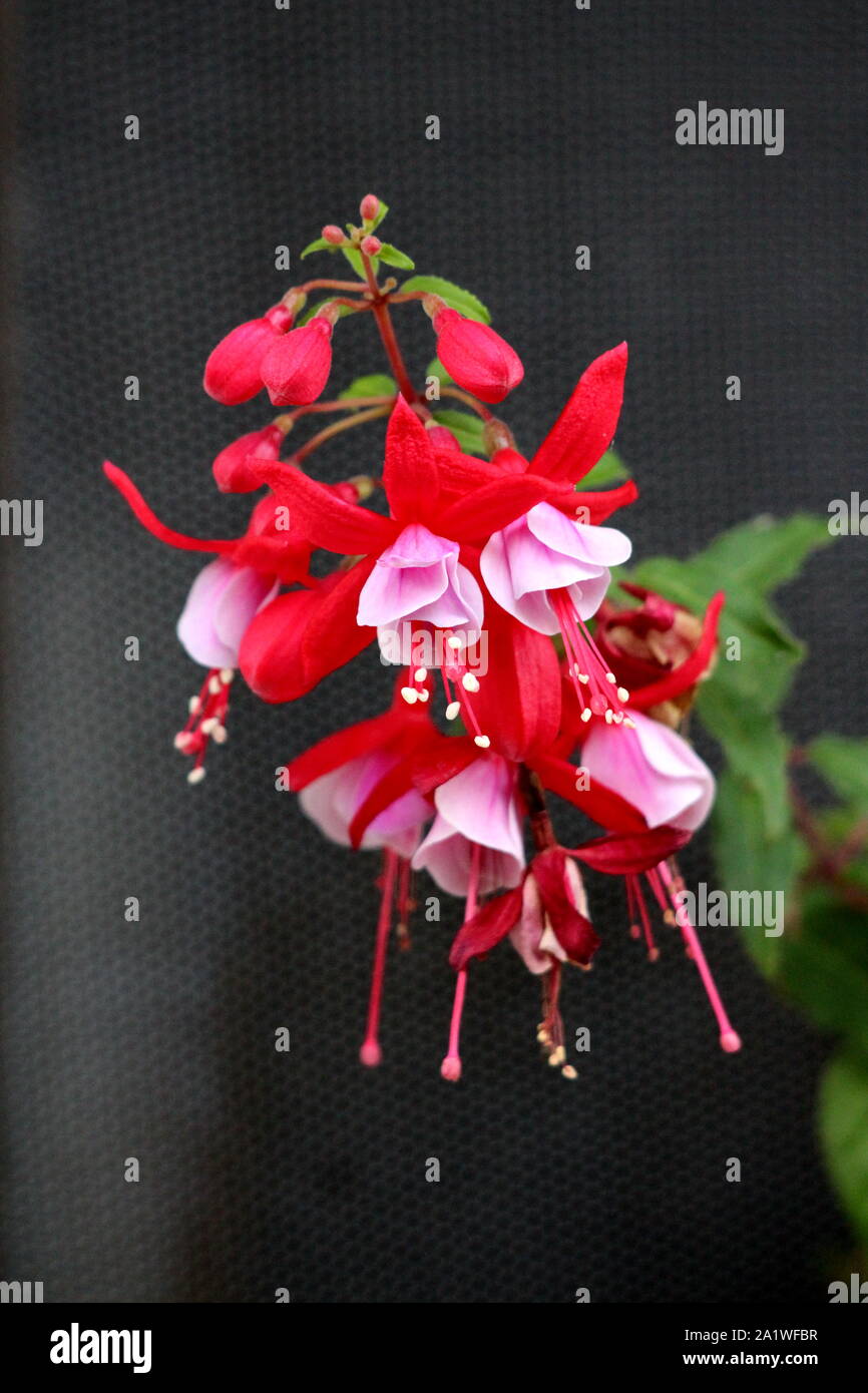 Teardrop shaped flower hires stock photography and images Alamy