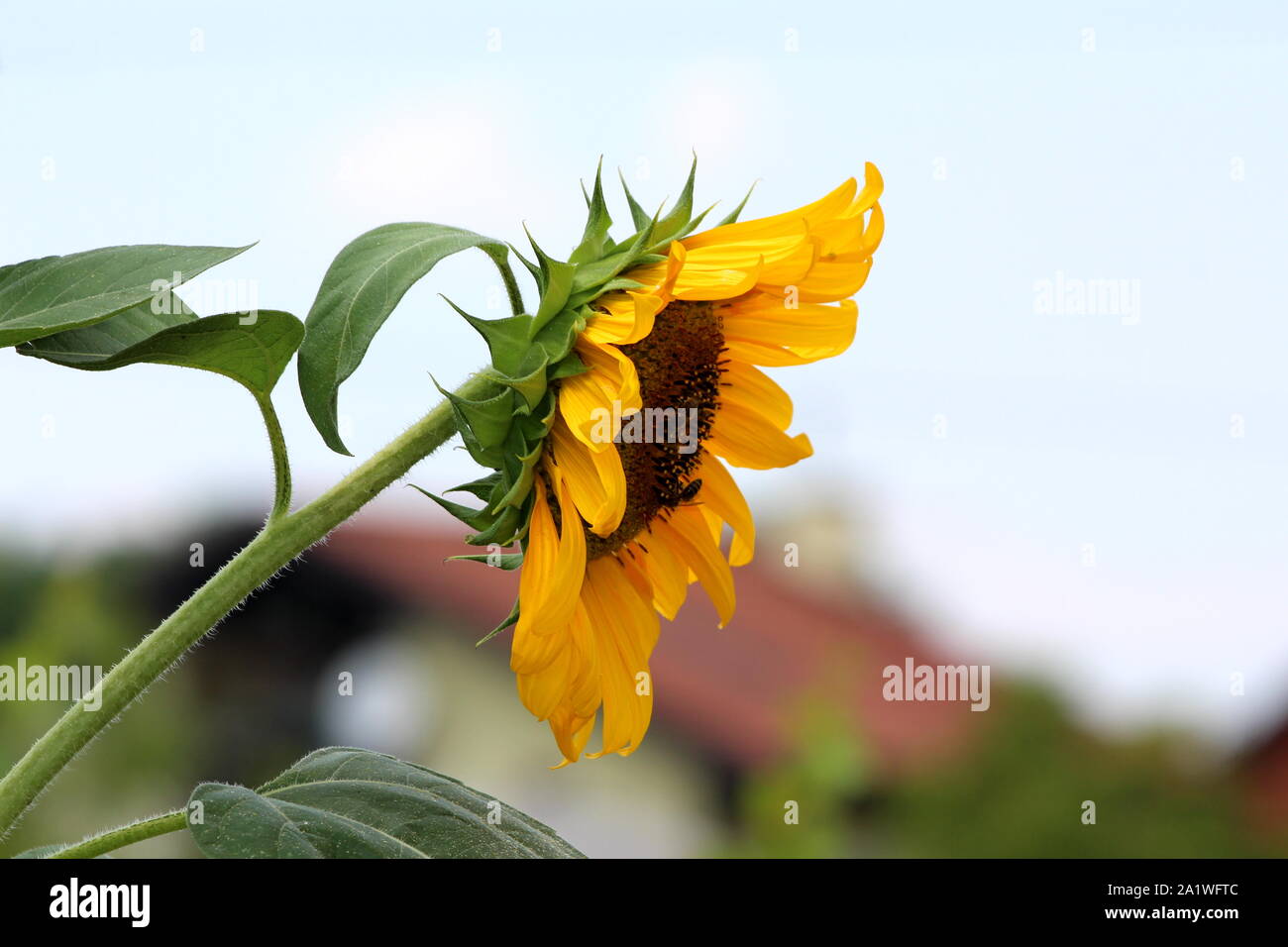 Side view of open blooming sunflower plant with bright yellow petals