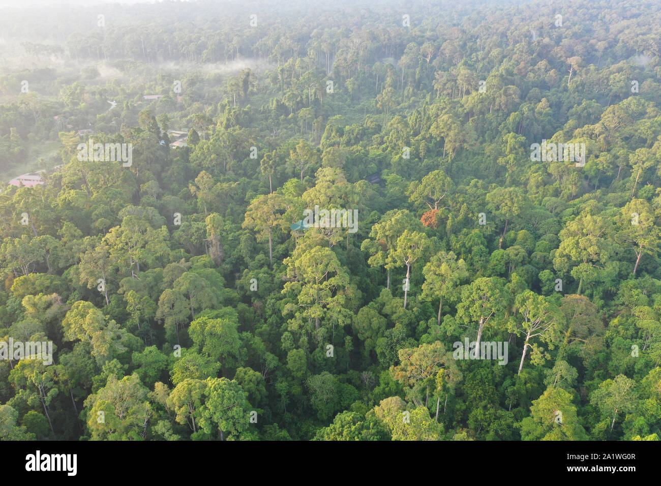 Aerial view of Borneo Rainforest of Rain Forest. Stock Photo