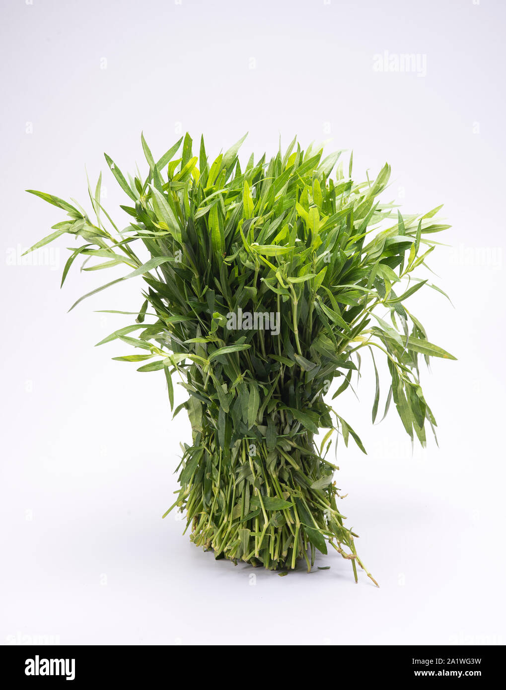 A bunch of Alternanthera sessilis, an aquatic plant used as a vegetable in Asian countries. Stock Photo