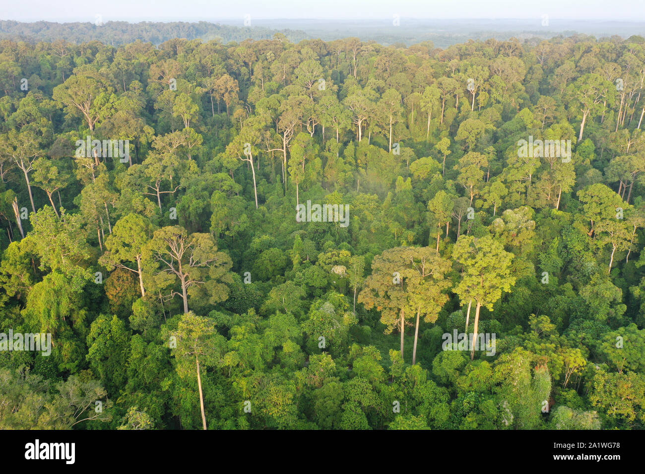 Aerial view of Borneo Rainforest of Rain Forest. Stock Photo