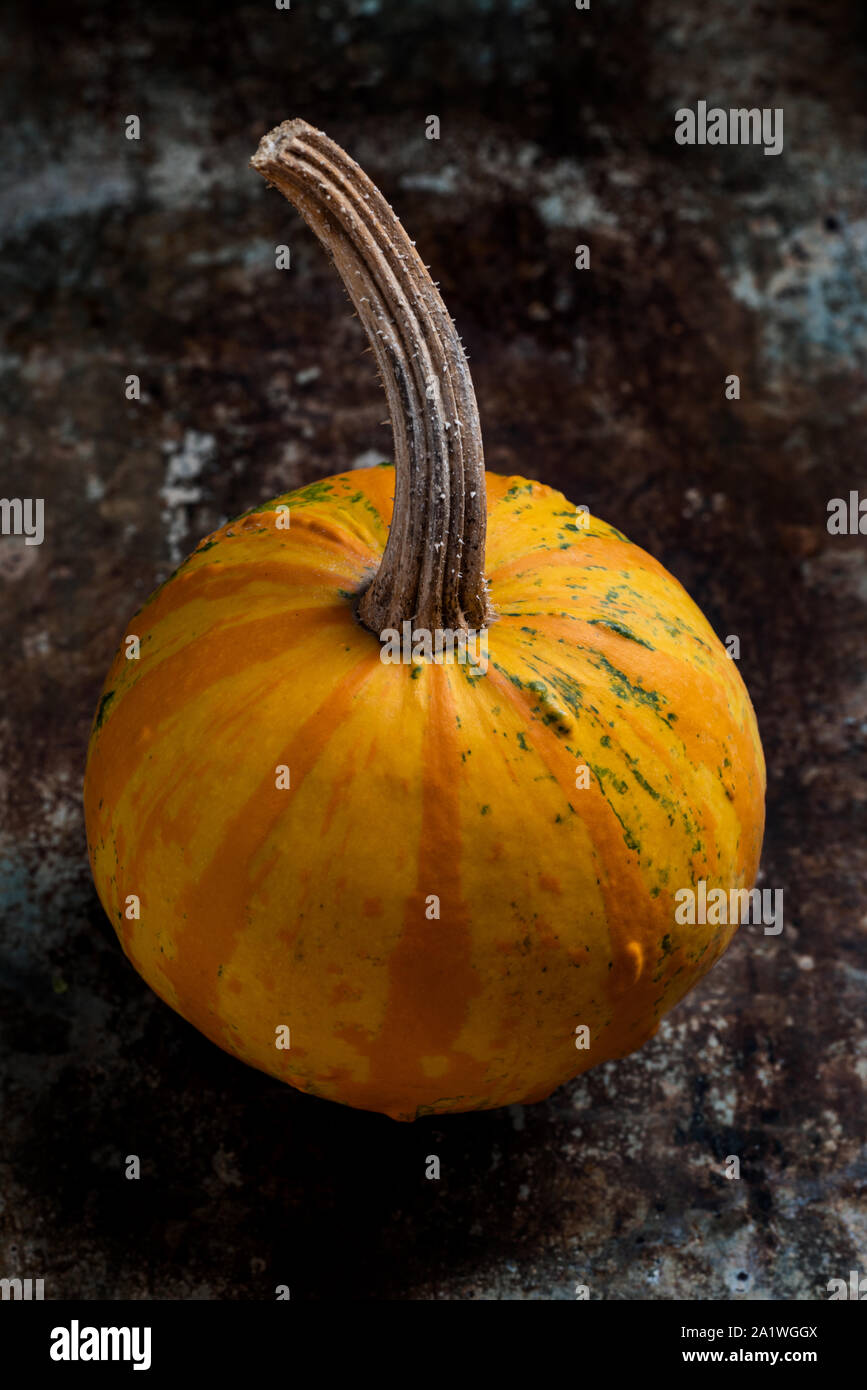 Happy Thanksgiving Background. Close up of a little decorative pumpkin, gourd, on rustic metal background. Autumn Harvest and Holiday minimal still li Stock Photo