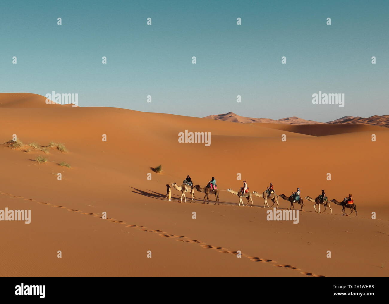 Camel train in Sahara Desert. Stock Photo