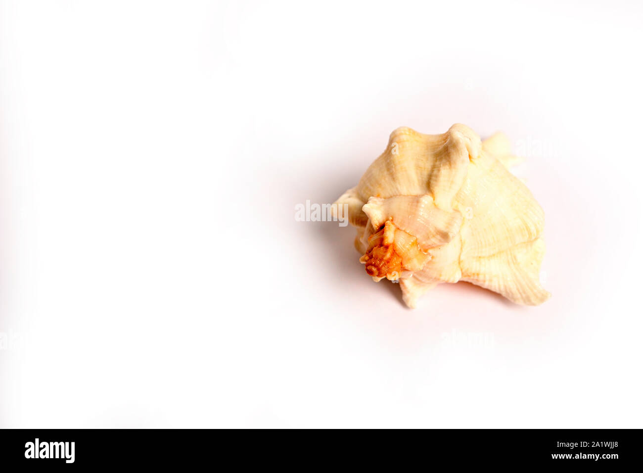 Seashell isolated on white background Stock Photo
