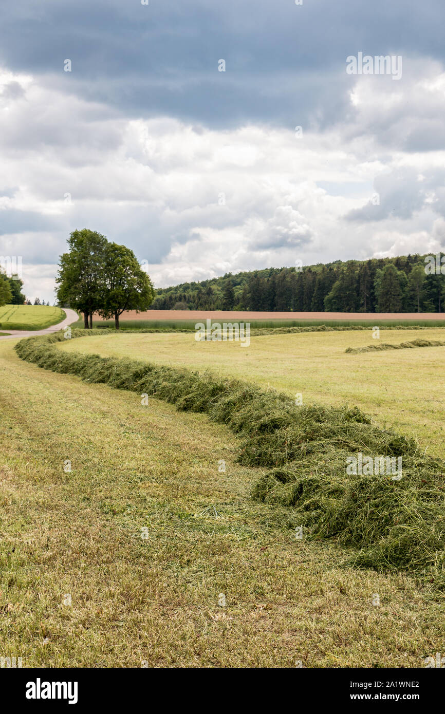 Big meadow with cut grass in the middle of the german countryside Stock Photo