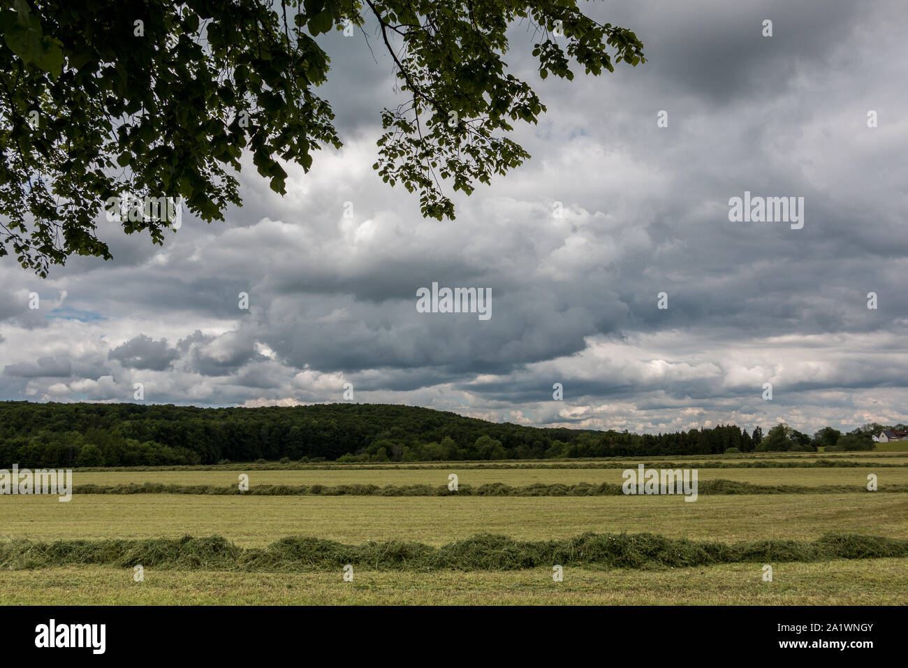 Big meadow with cut grass in the middle of the german countryside Stock Photo