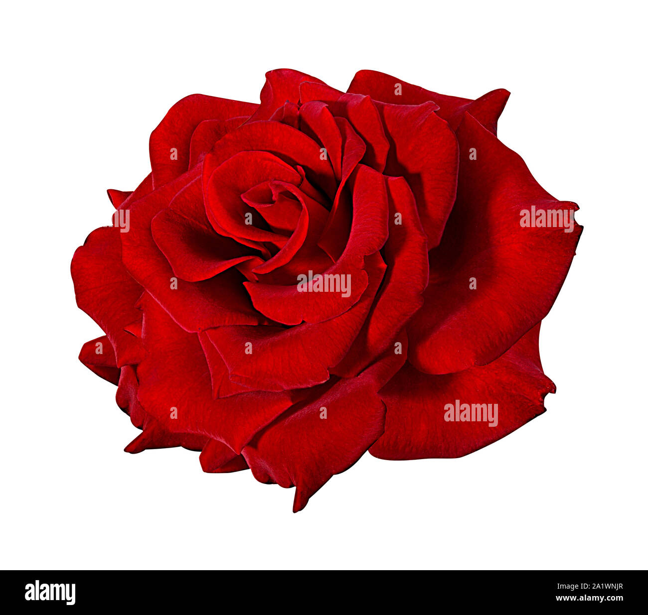 rose isolated on white background Stock Photo - Alamy