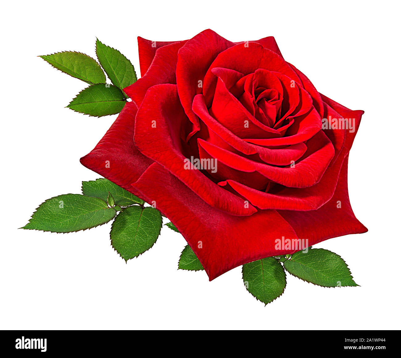 rose isolated on white background Stock Photo - Alamy