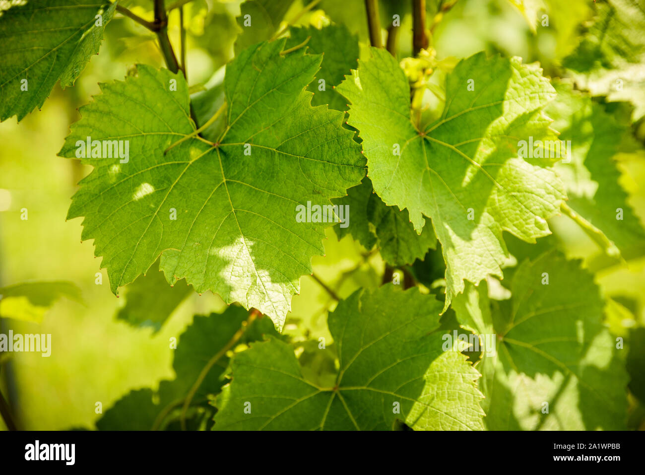 Grapes leaves in sun Stock Photo Alamy