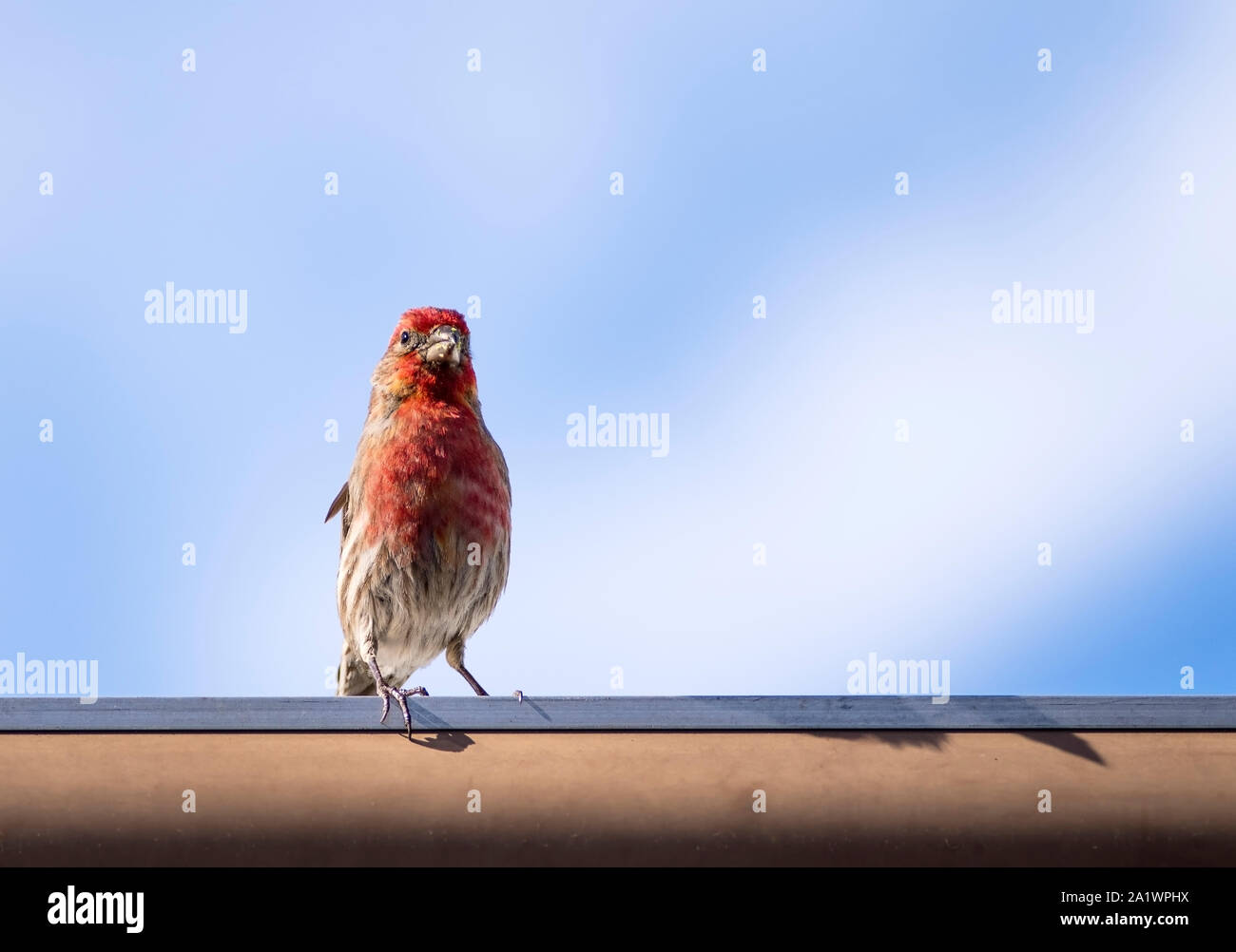 Red headed sparrow hires stock photography and images Alamy
