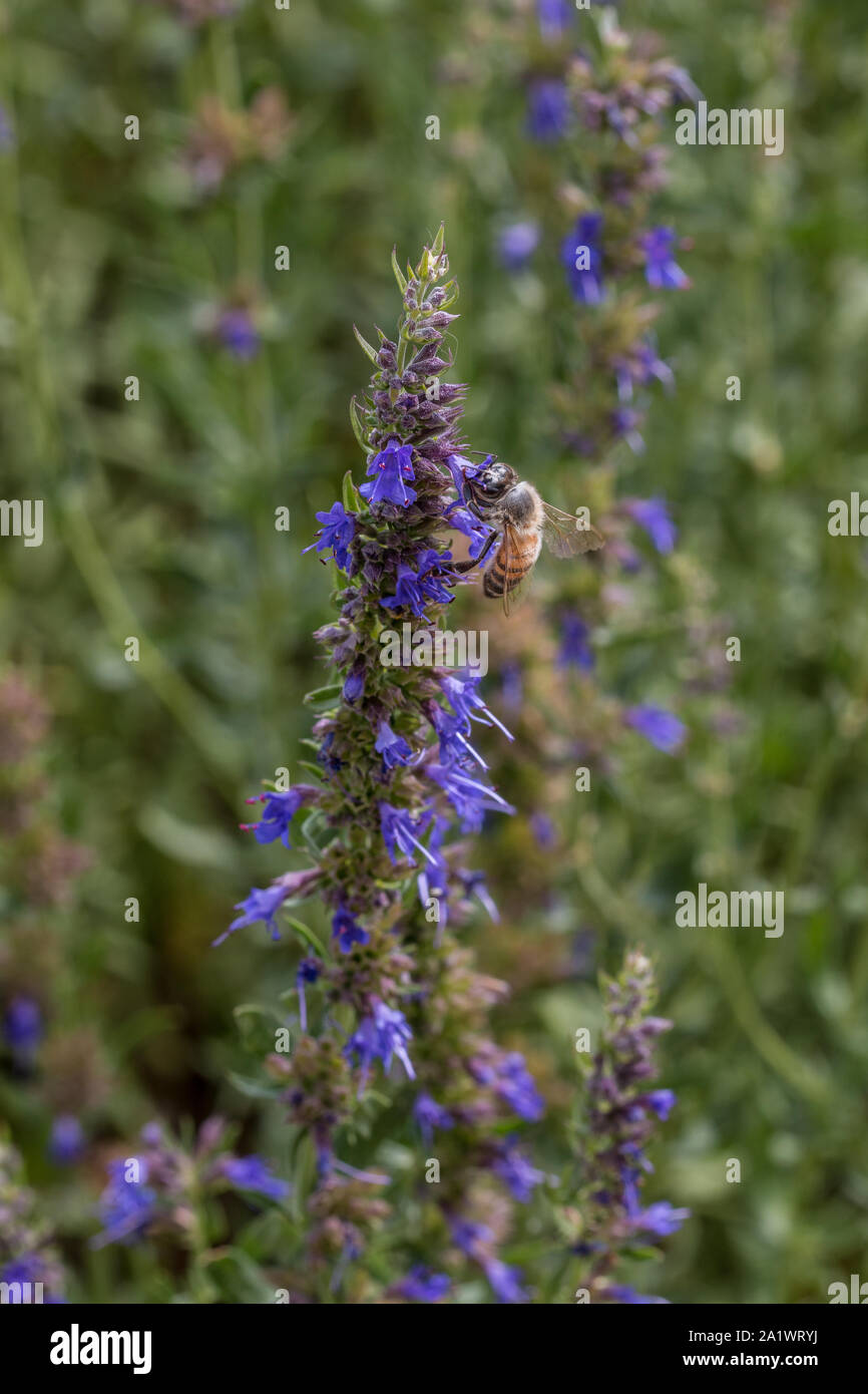 Bee on a purple flower in the middle of the wildflower meadow Stock Photo