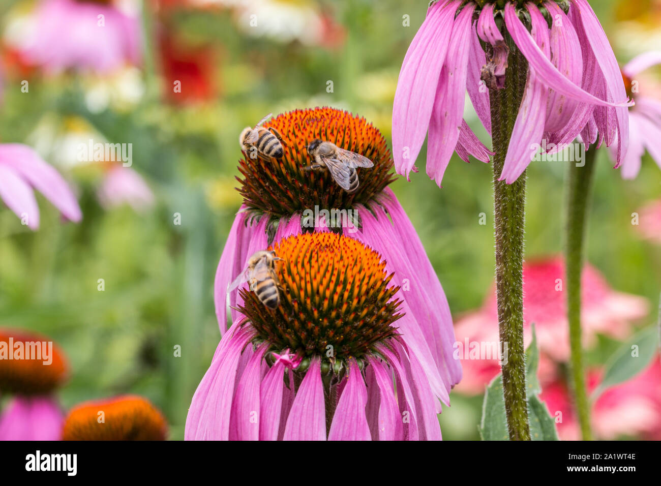 Bee on a violet flower in the middle of the wildflower meadow Stock Photo