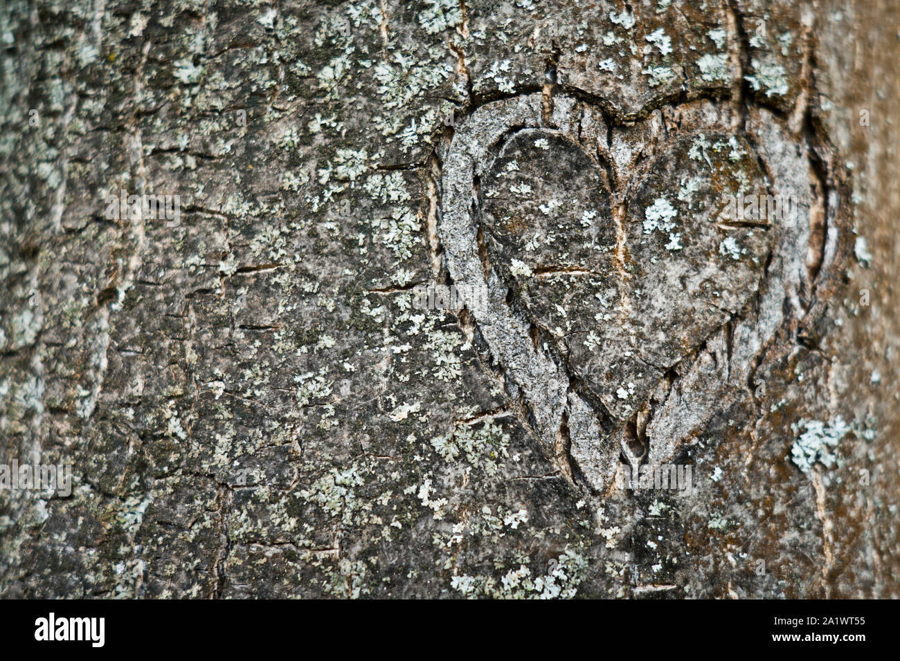 heart shape carved on a tree, love concept Stock Photo