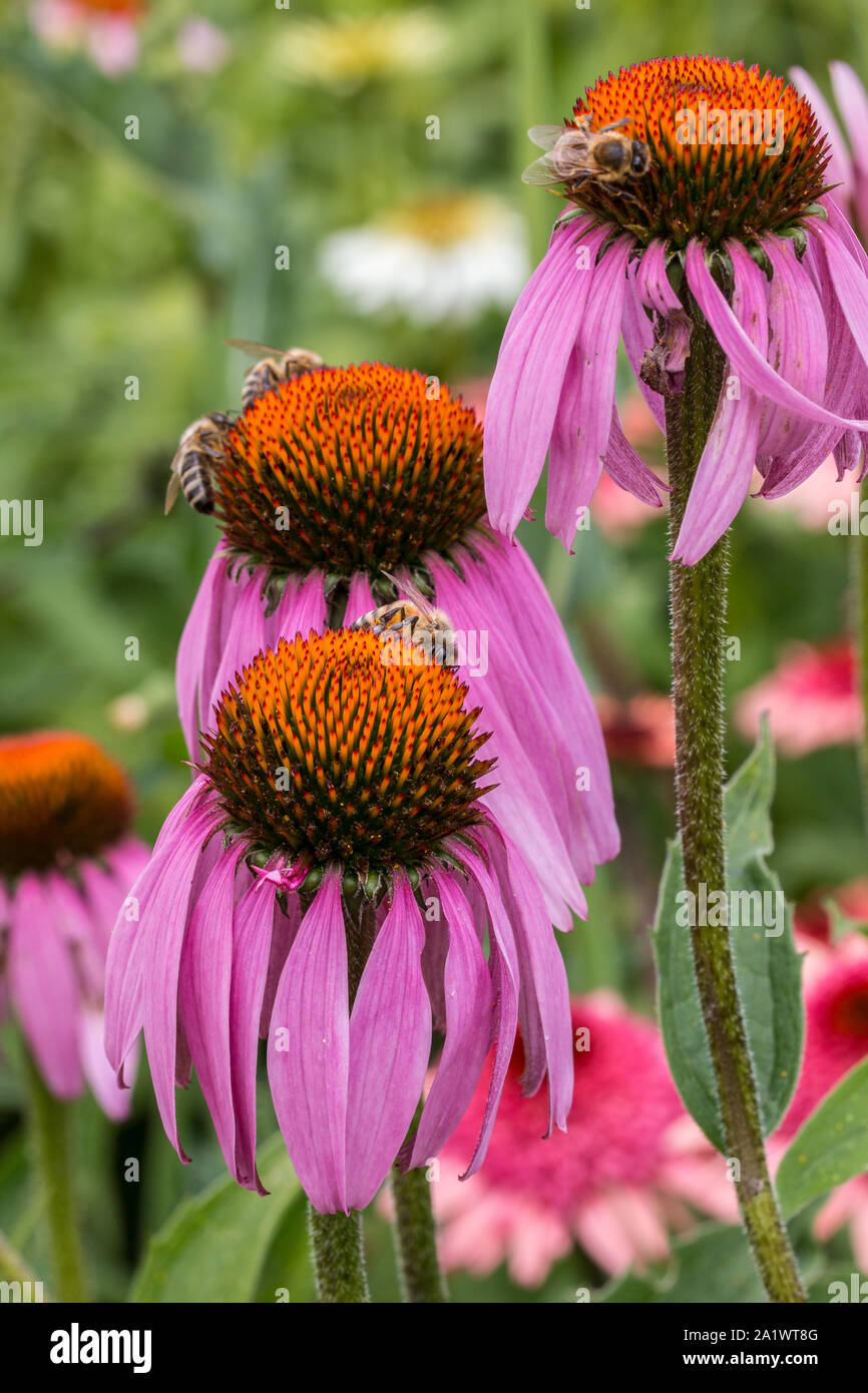 Bee on a violet flower in the middle of the wildflower meadow Stock Photo