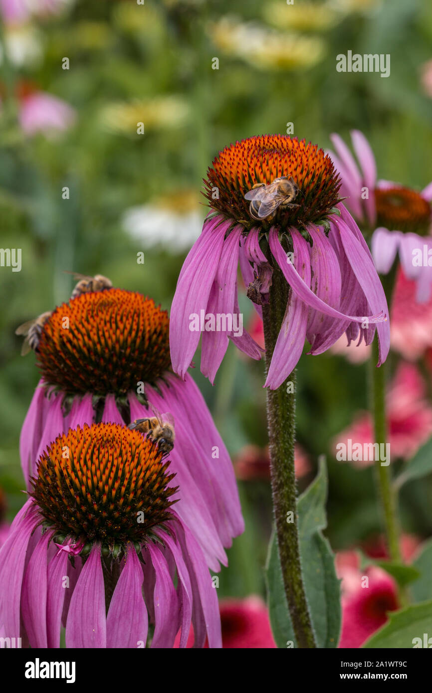 Bee on a violet flower in the middle of the wildflower meadow Stock Photo