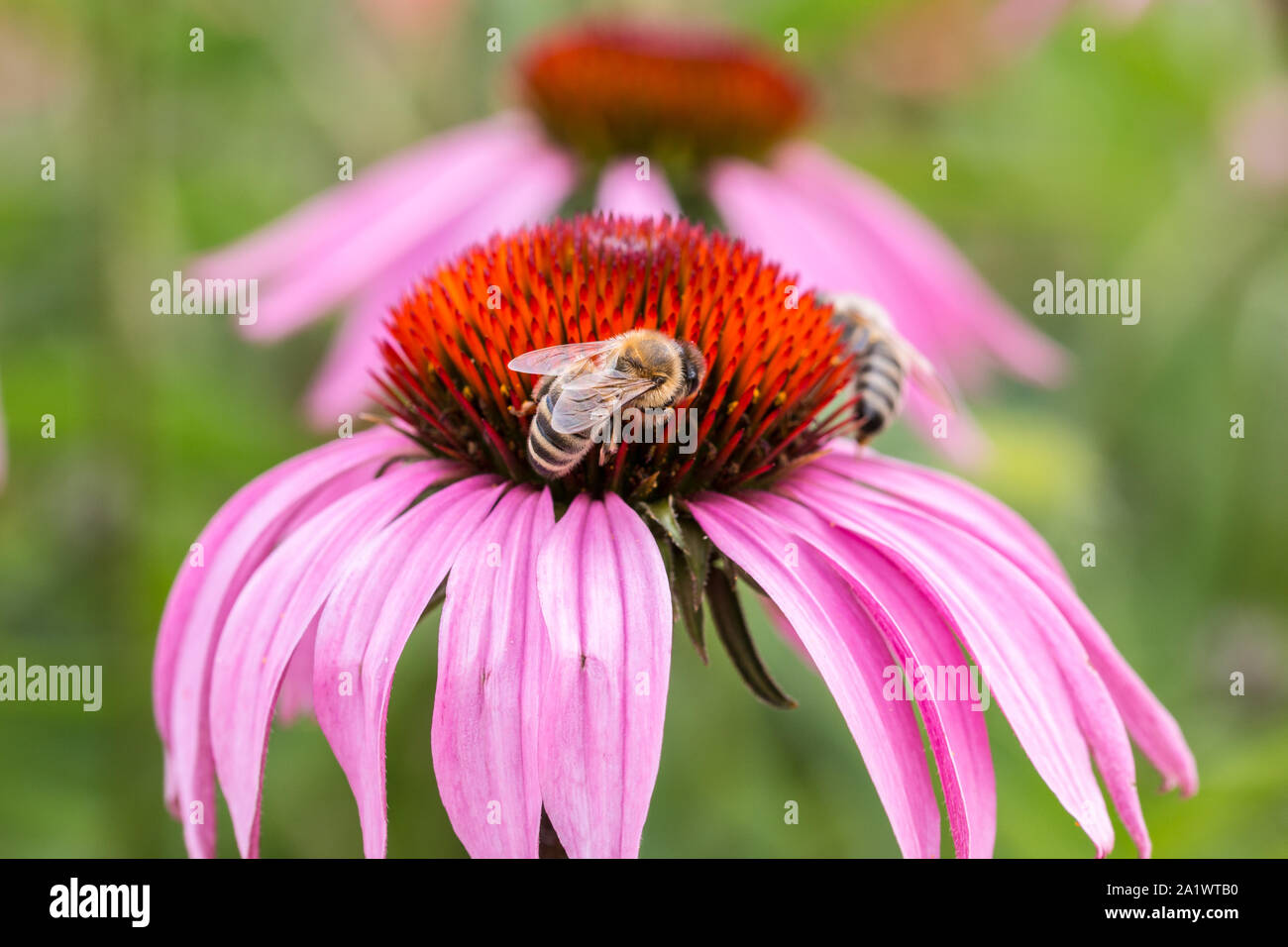 Bee on a violet flower in the middle of the wildflower meadow Stock Photo