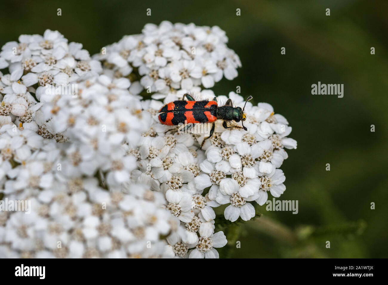 The world view of a tiny beetle on a white flower Stock Photo