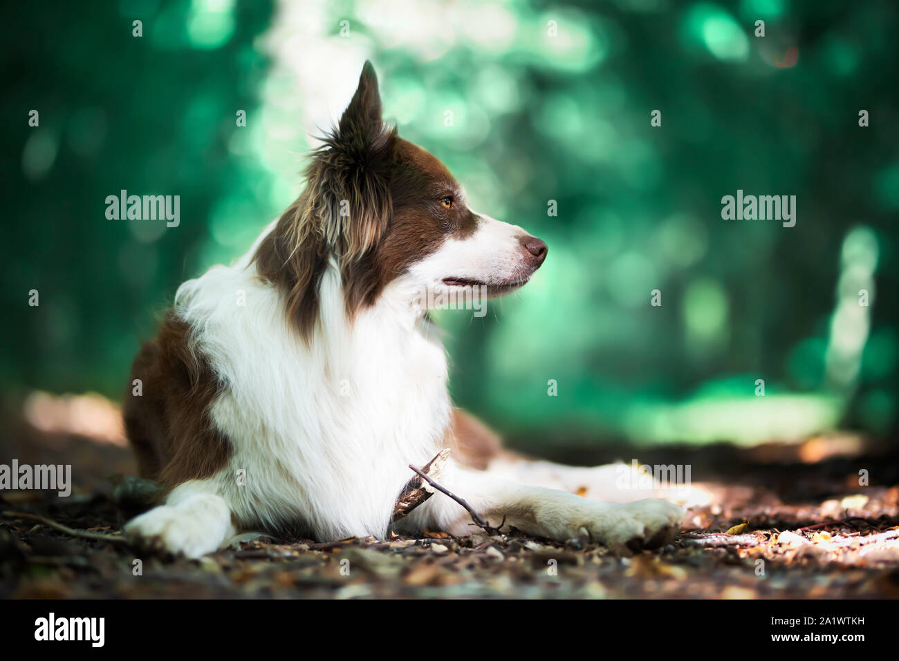 border collie in forest Stock Photo