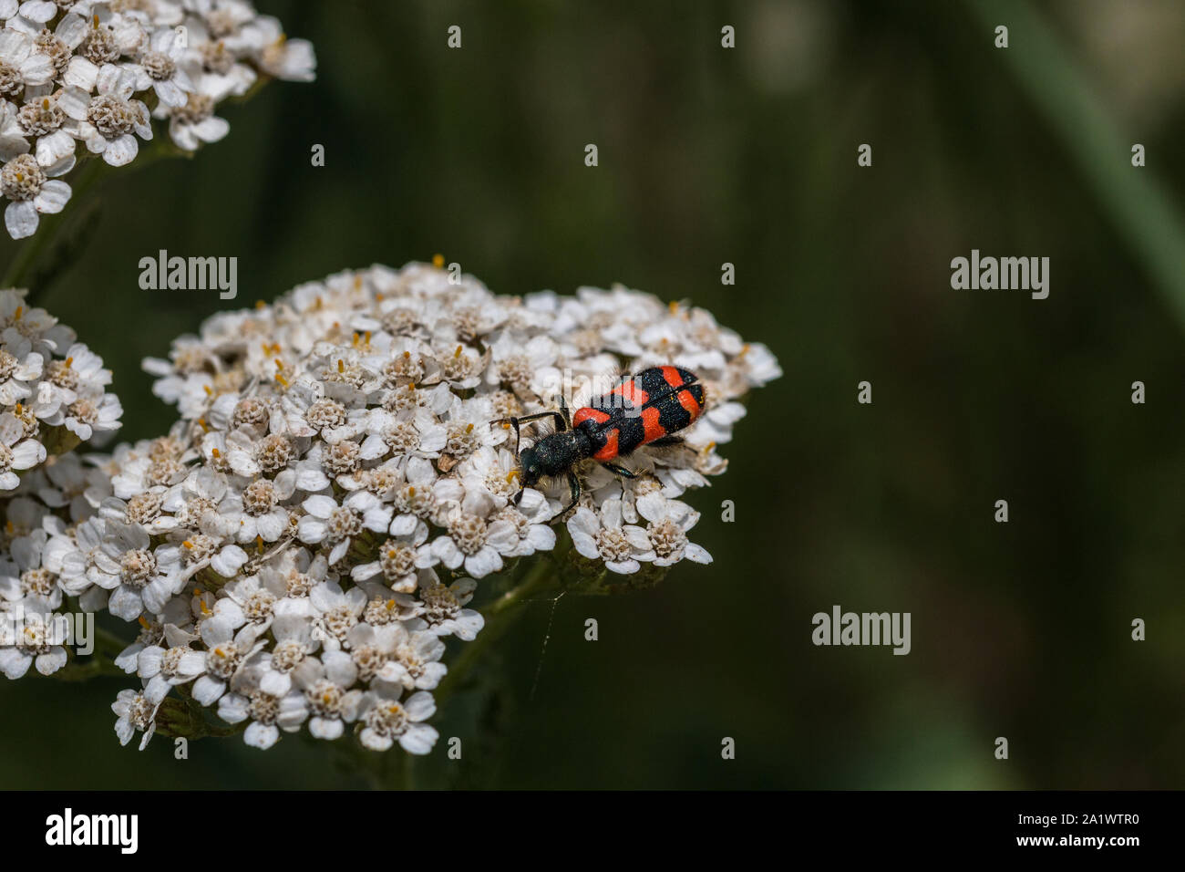 The world view of a tiny beetle on a white flower Stock Photo