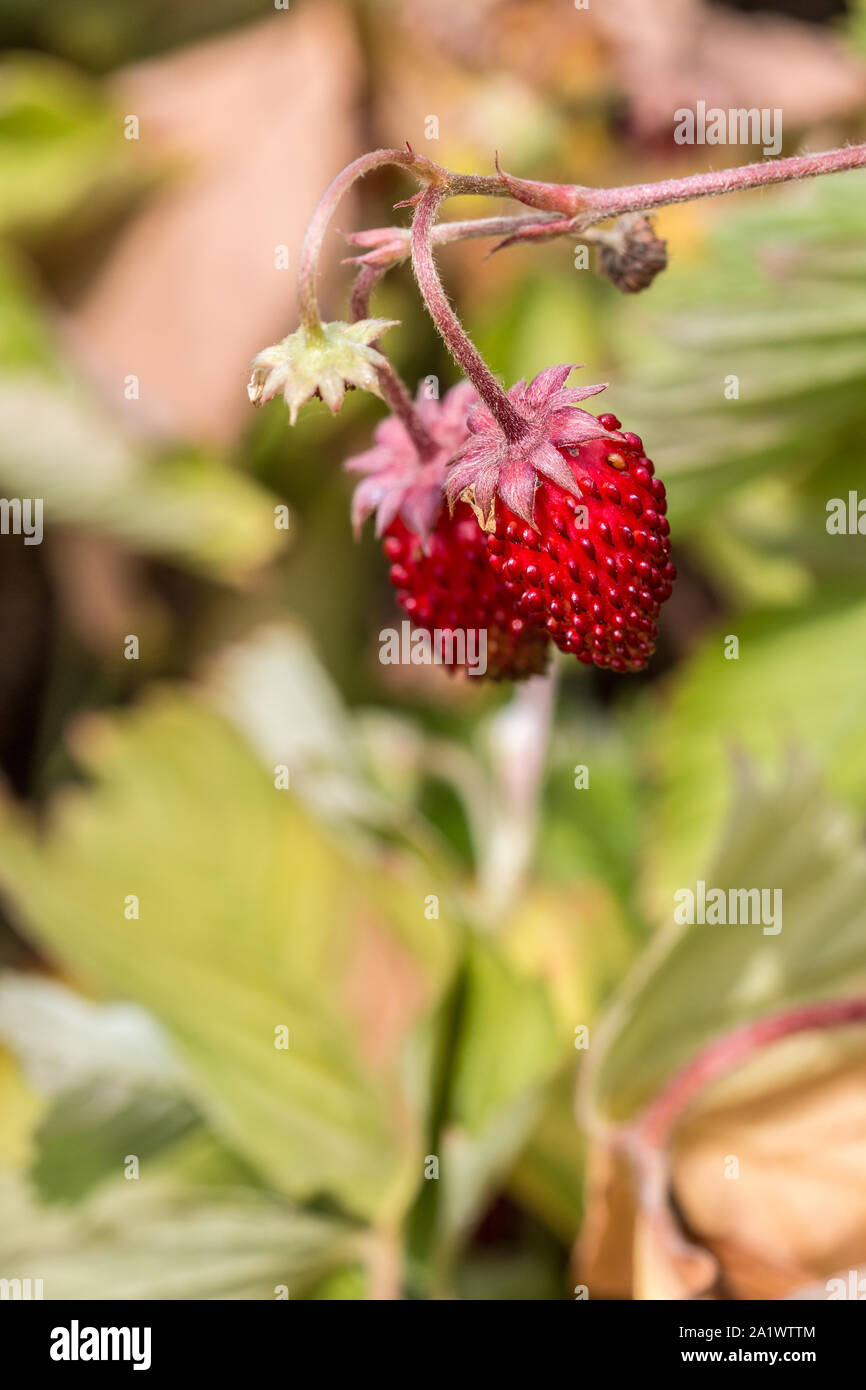 Tiny red strawberries and green leaves in the green garden Stock Photo