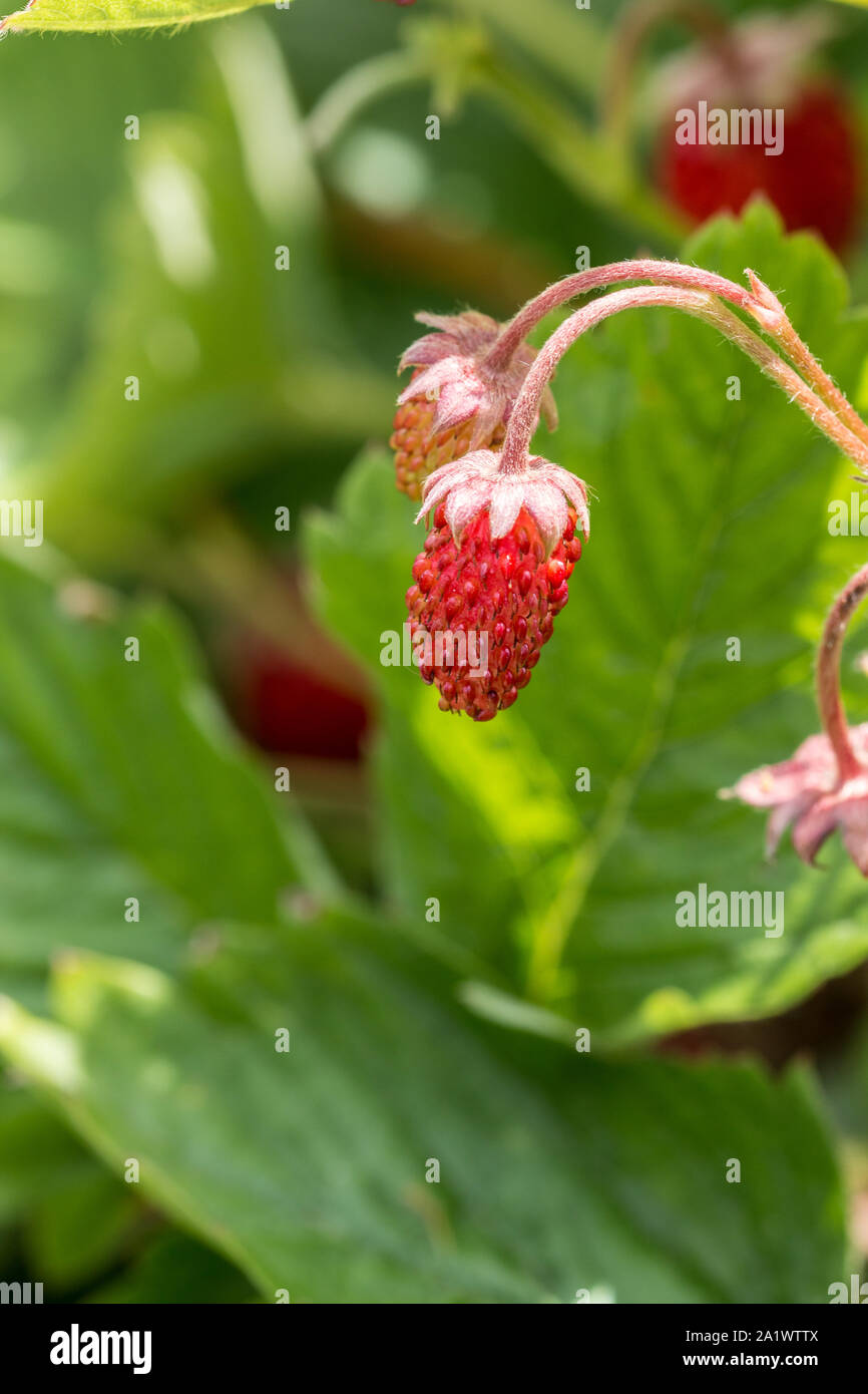 Tiny red strawberries and green leaves in the green garden Stock Photo