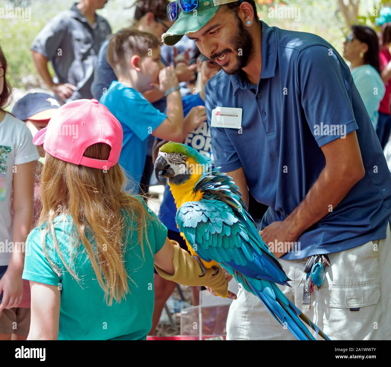 Blue-and-yellow macaw, Ara ararauna, perched on the sleeve protected arm of a visitor at the South Texas Botanical Gardens. Corpus Christi, Texas, USA. Stock Photo