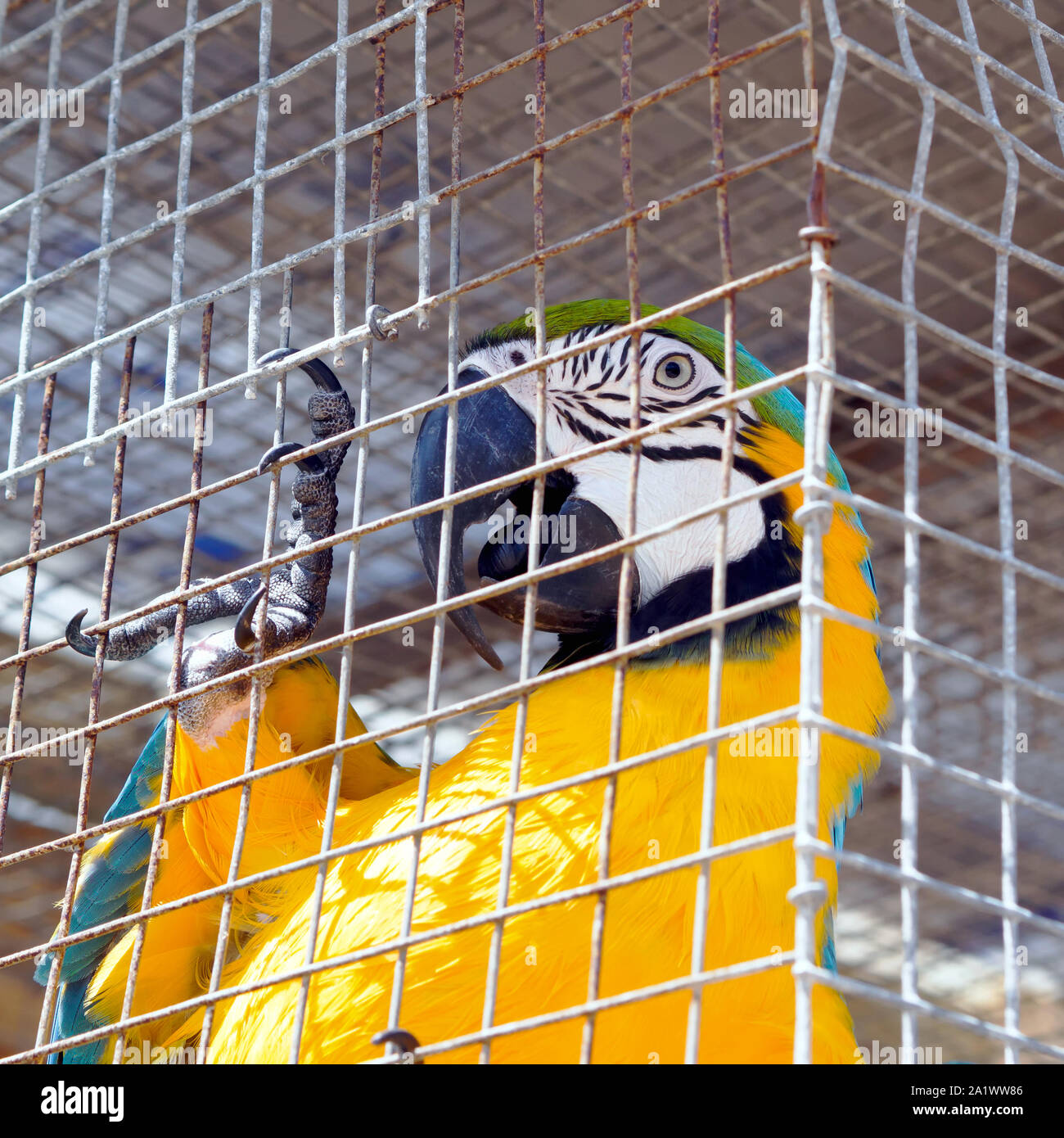 Close up of a caged Blue and yellow Macaw, Ara ararauna, at the South Texas Botanical Gardens & Nature Center in Corpus Christi, Texas USA. Stock Photo