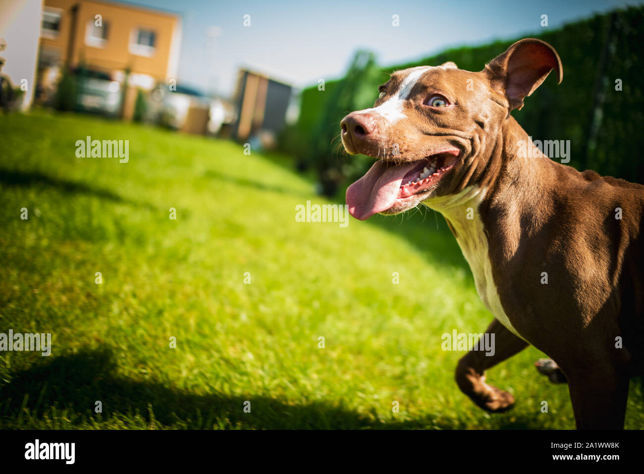 Young American Staffordshire terrier Amstaff having fun running in a garden Stock Photo