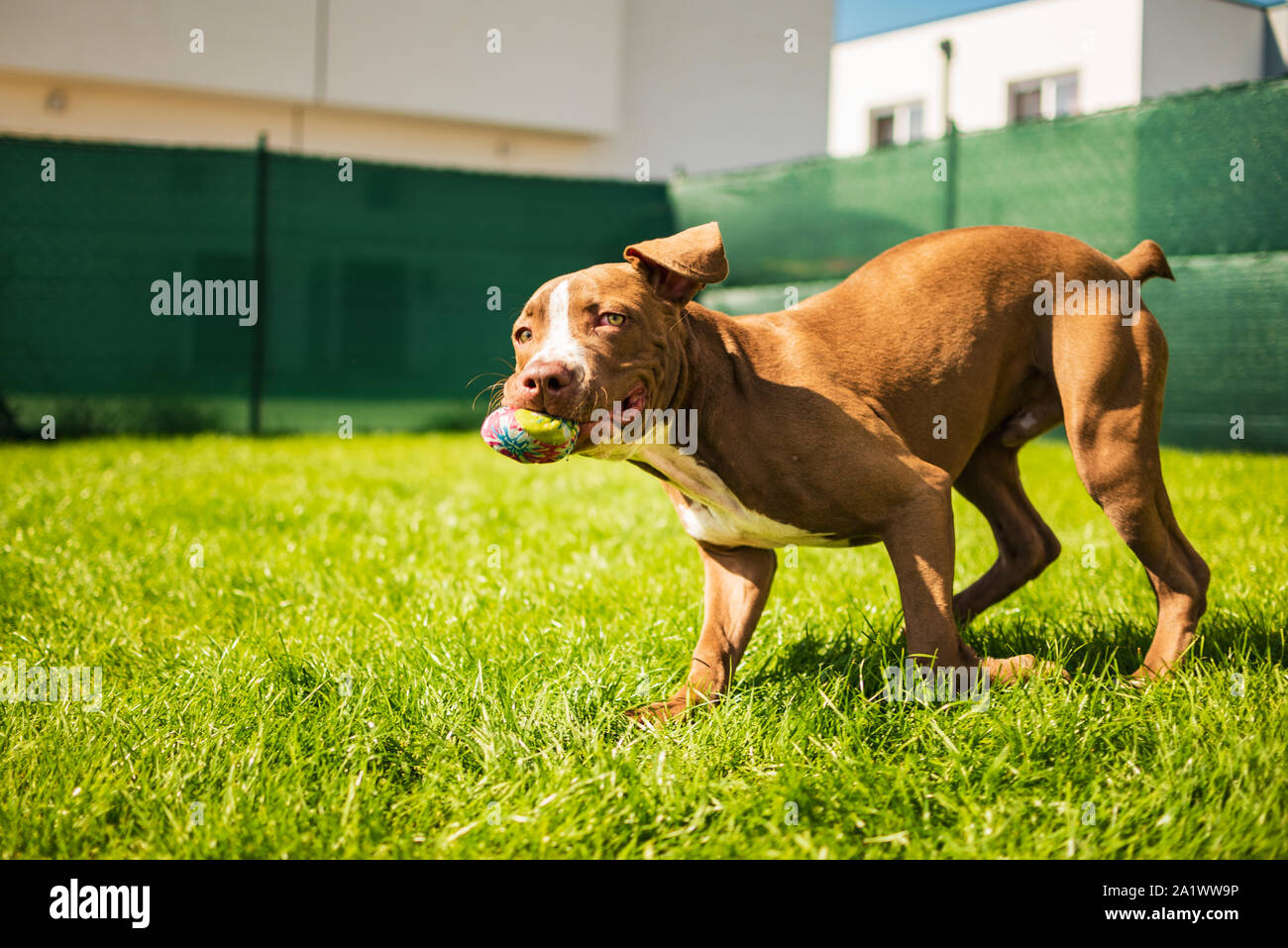 Young American Staffordshire terrier Amstaff having fun running in a garden Stock Photo