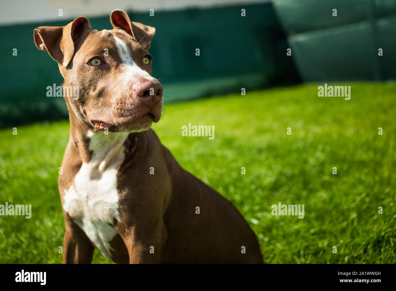 Young American Staffordshire terrier Amstaff having fun running in a garden Stock Photo