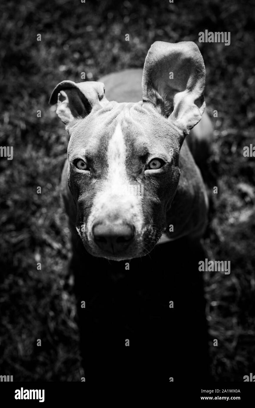 Young American Staffordshire pitbull dog outdoors in summer day black and white Stock Photo